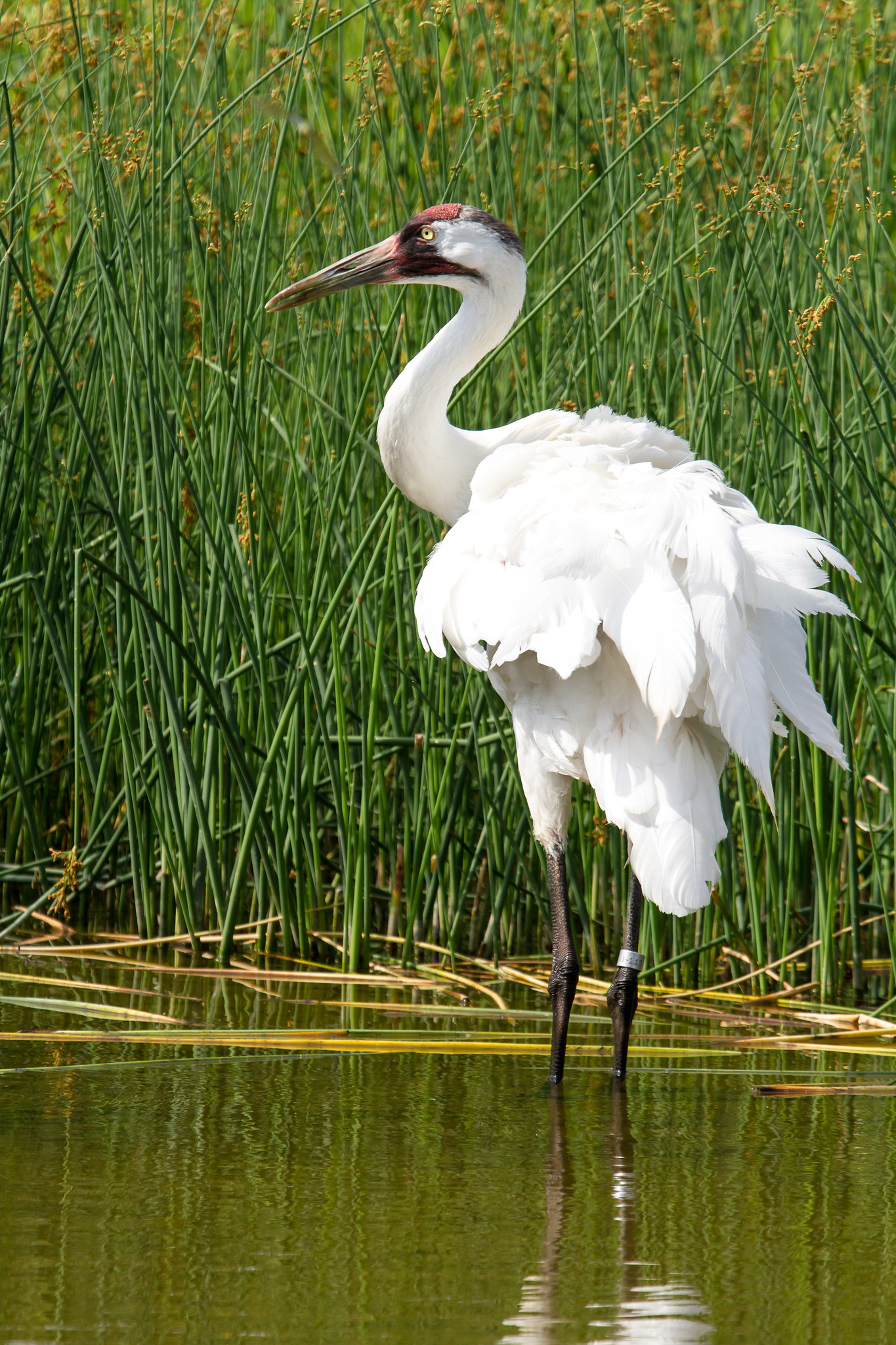 The crane wife full story image
